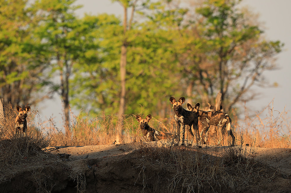 African wild dogs or painted wolves, Luambe National Park, Zambia (Bret Charman)