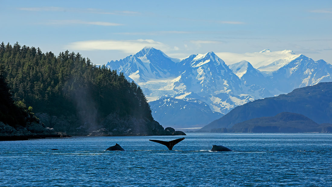 Humpback whales fluking in front of the Fairweather Mountains, Alaska, USA by Bret Charman