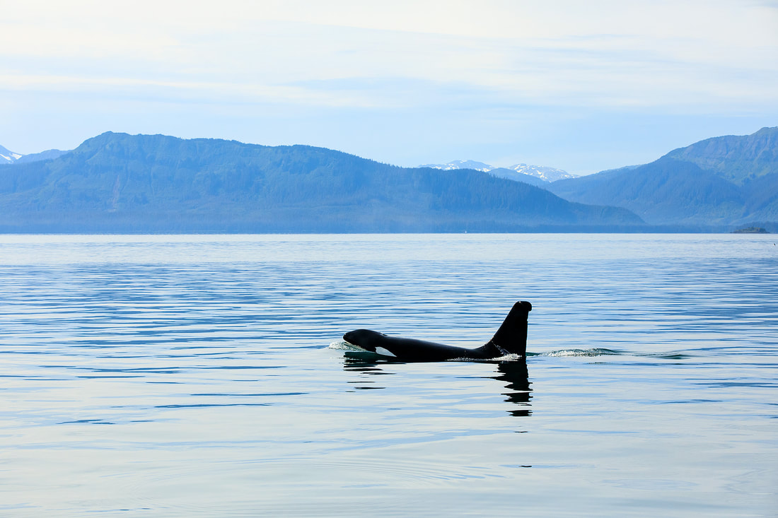 Transient orca, Alaska, USA by Bret Charman