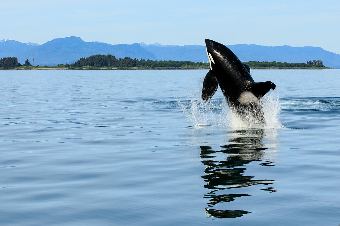 Breaching male orca, Alaska, USA by Bret Charman