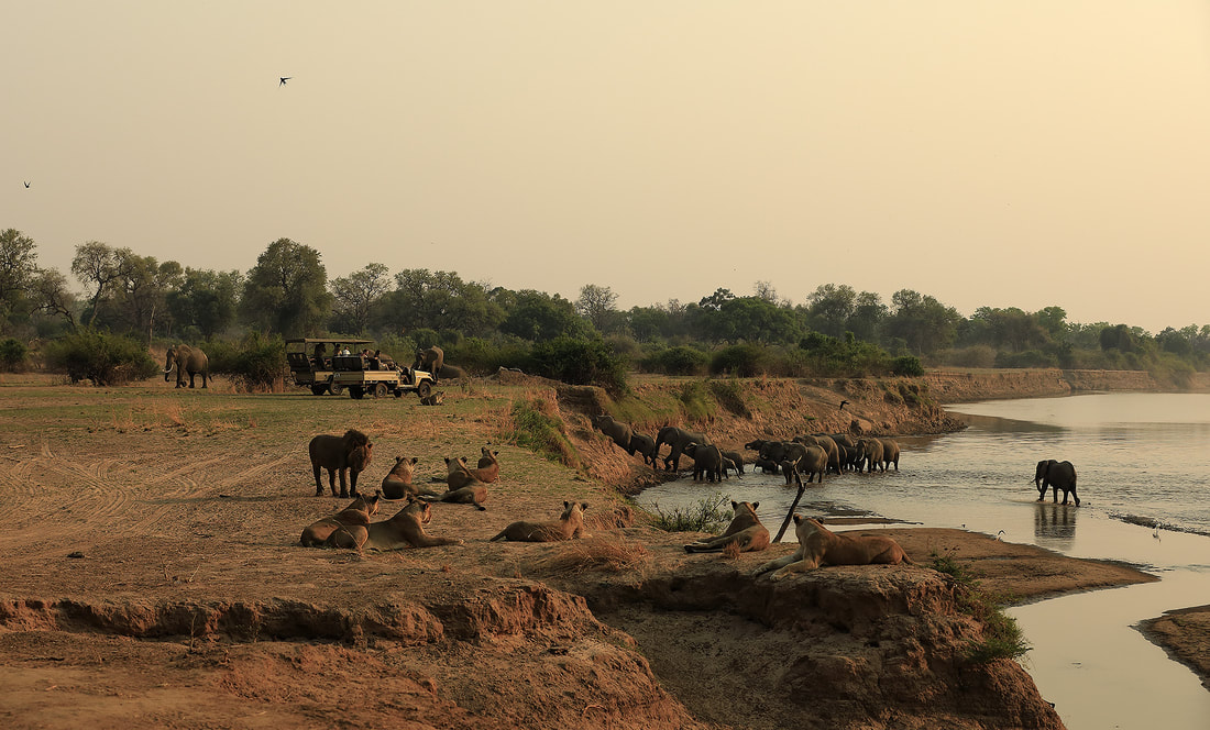 African lions watch a herd of elephants on the banks of the Luangwa River, Zambia (Bret Charman)