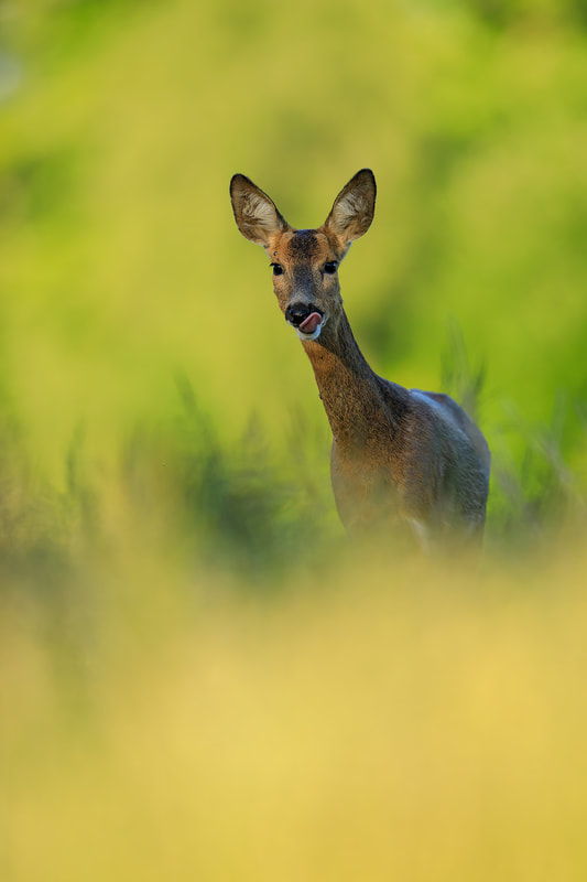 Roe deer in sunlit grasses, Hampshire (Bret Charman)
