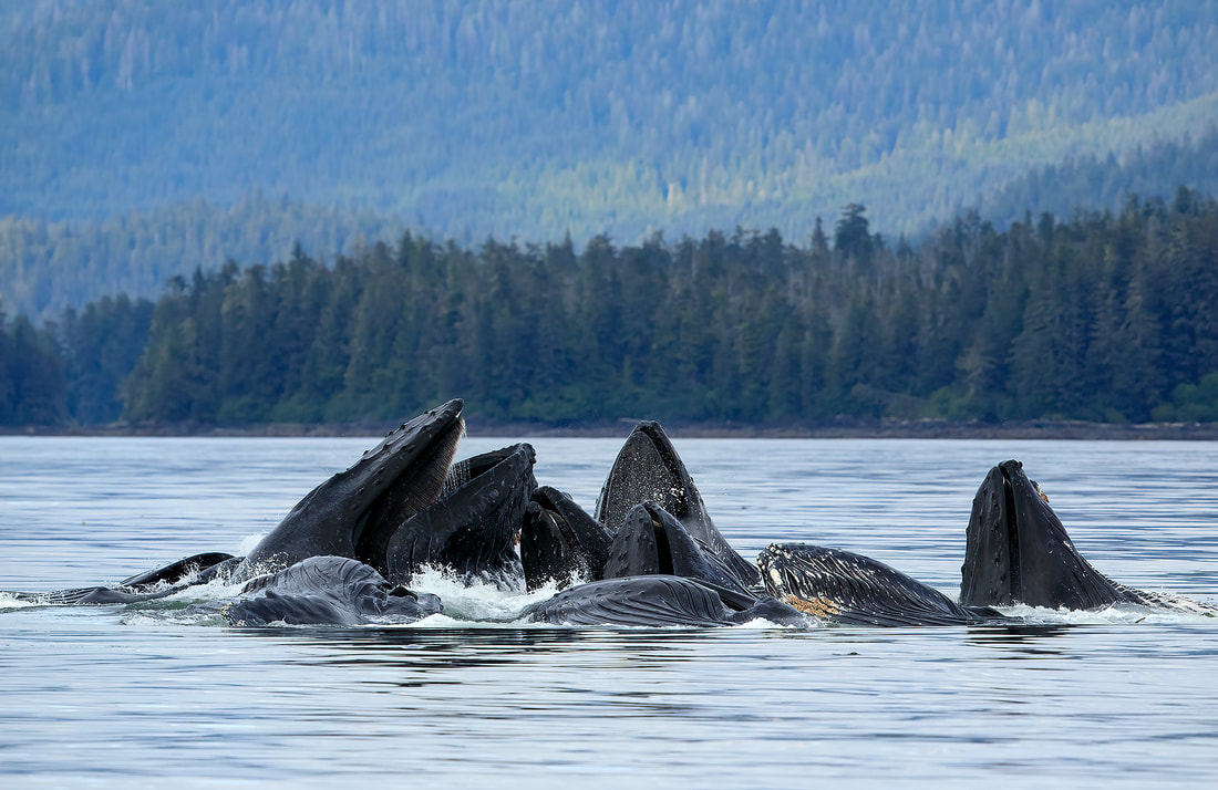 Humpback whales bubble-net feeding, Alaska by Bret Charman