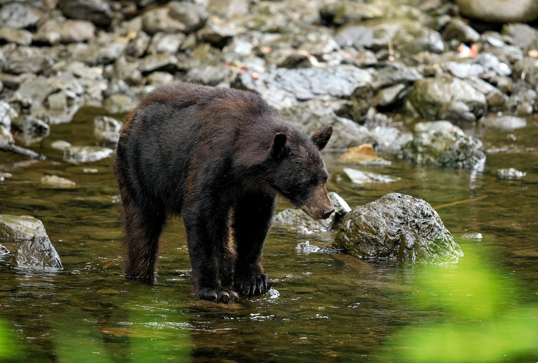 Black bear, Kake, Alaska, USA by Bret Charman