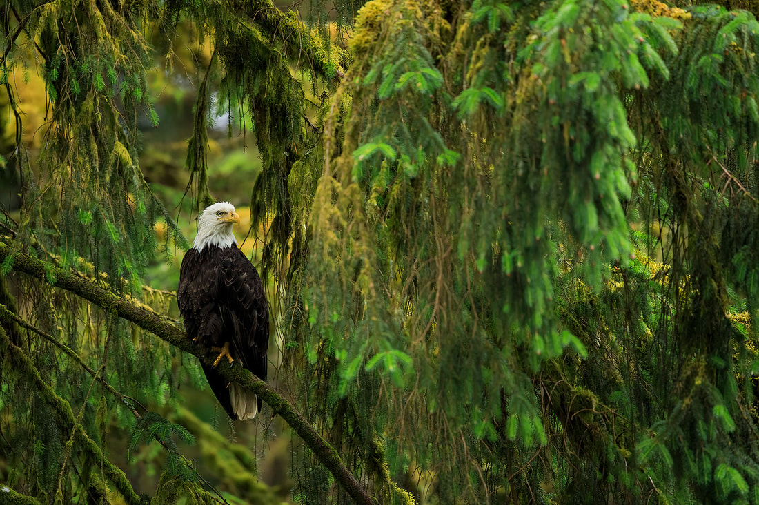 Bald eagle sat in Sitka spruce canopy, Kake, Alaska, USA by Bret Charman