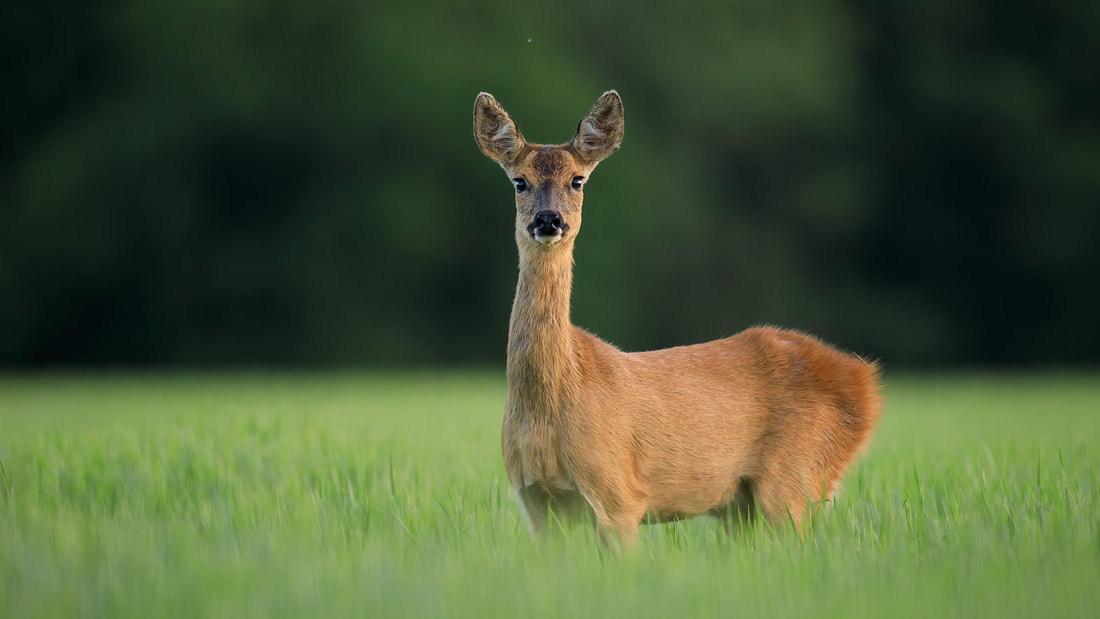 Female roe deer in field of barley, Hampshire (Bret Charman)