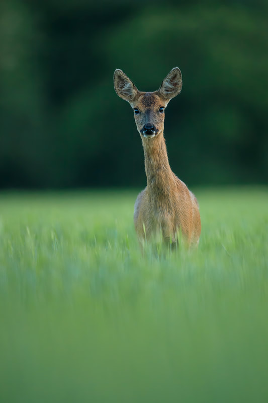 Roe deer portrait in field of barley, Hampshire (Bret Charman)