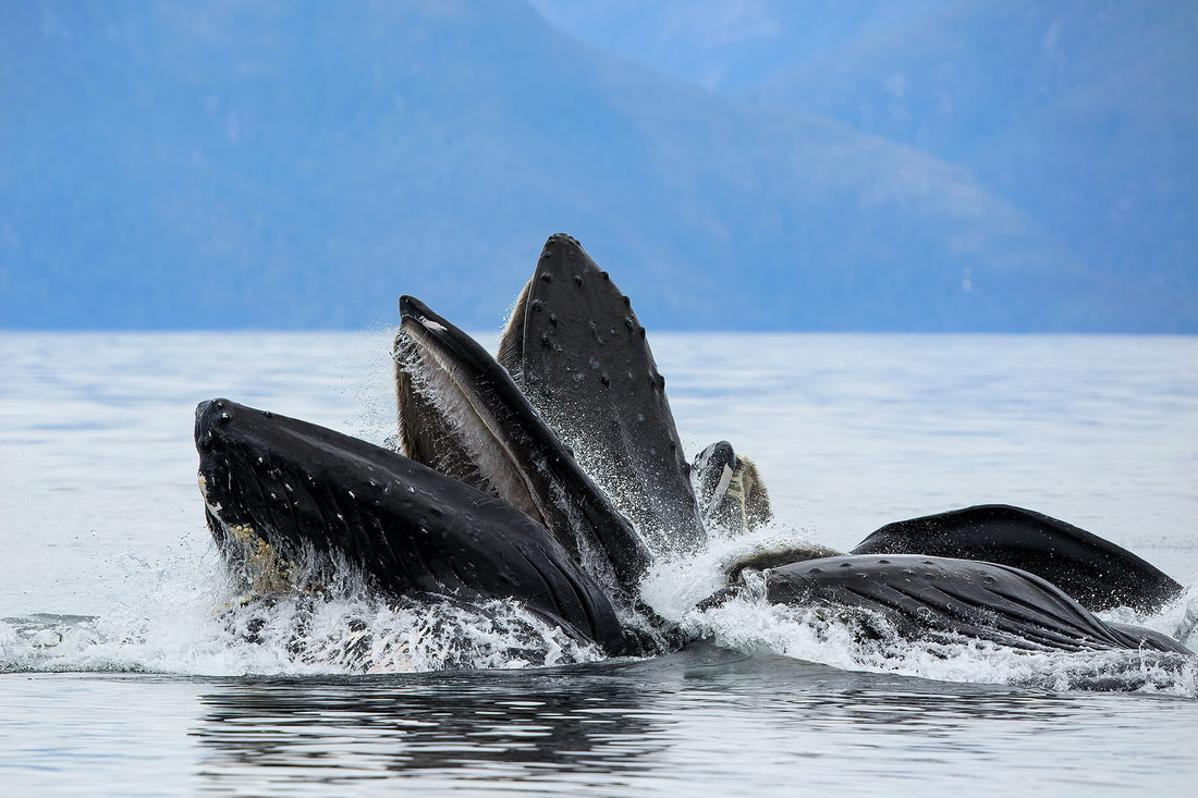 Humpback whales lunging for herring, Alaska, USA by Bret Charman