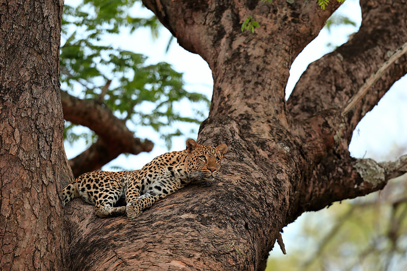 Leopard, South Luangwa National Park, Zambia (Bret Charman)