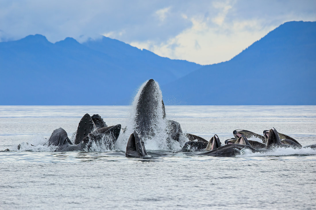 Communal bubble-net feeding humpback whales, Alaska, USA by Bret Charman
