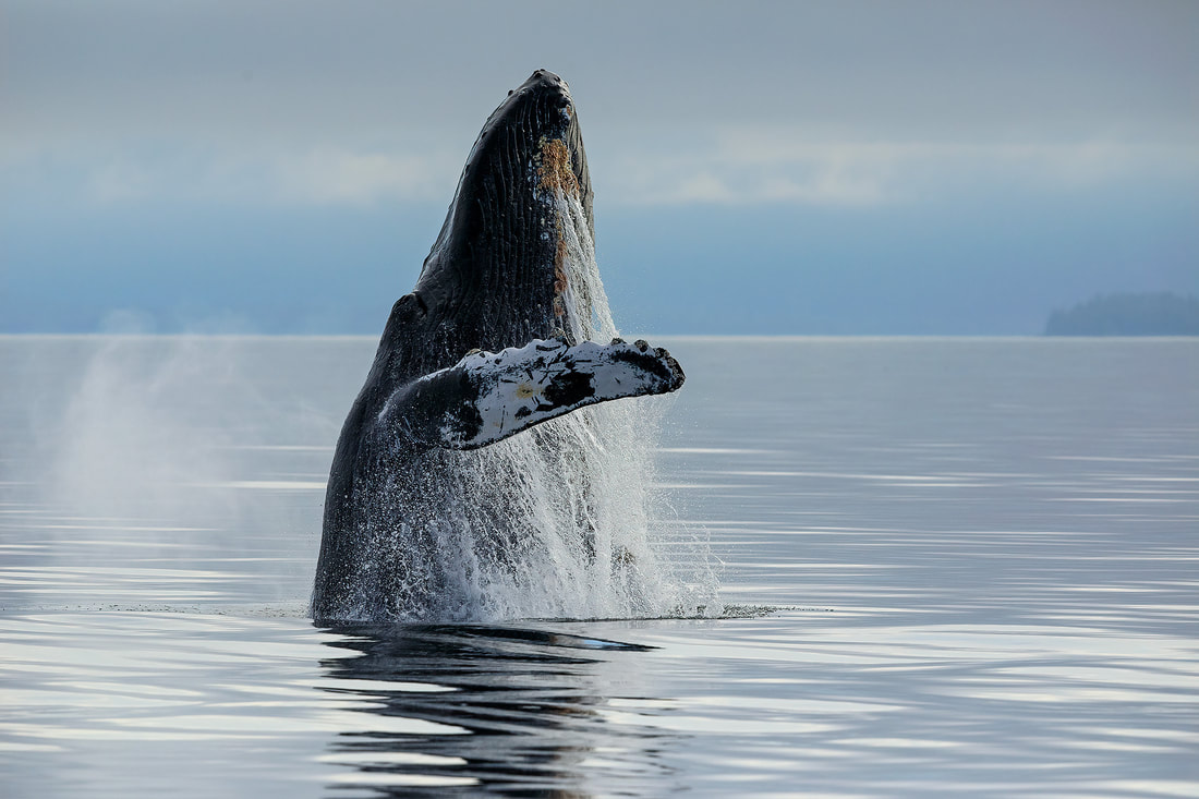 Breaching humpback whale, Fredericks Sound, Alaska, USA by Bret Charman