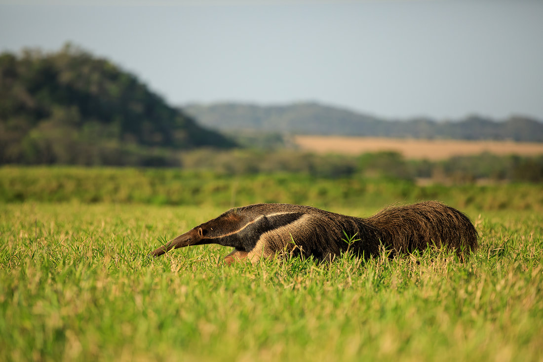 Giant anteater, Mato Grosso do Sul, Brazil by Bret Charman