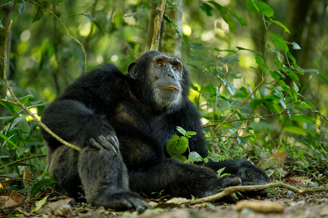 Chimpanzee resting, Kibale National Park, Uganda by Bret Charman
