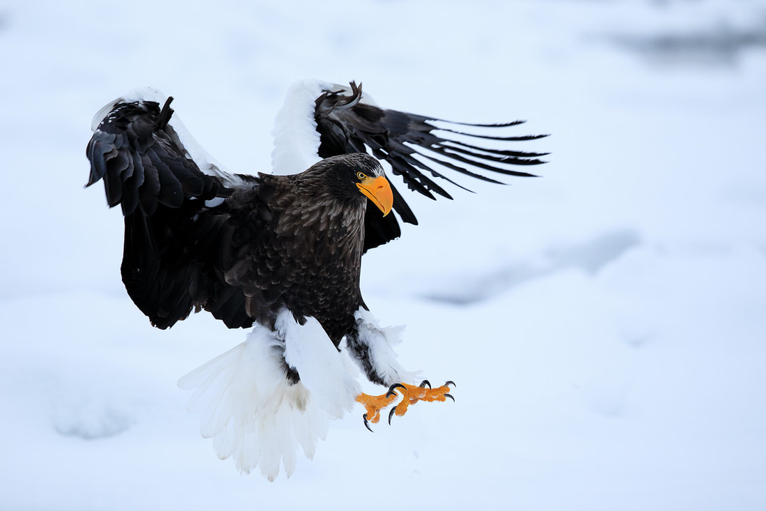 Steller's sea eagle landing on ice, Hokkaido, Japan by Bret Charman