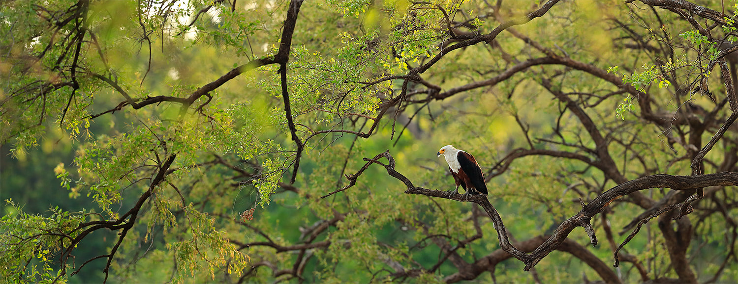 African fish eagle, South Luangwa National Park, Zambia (Bret Charman)