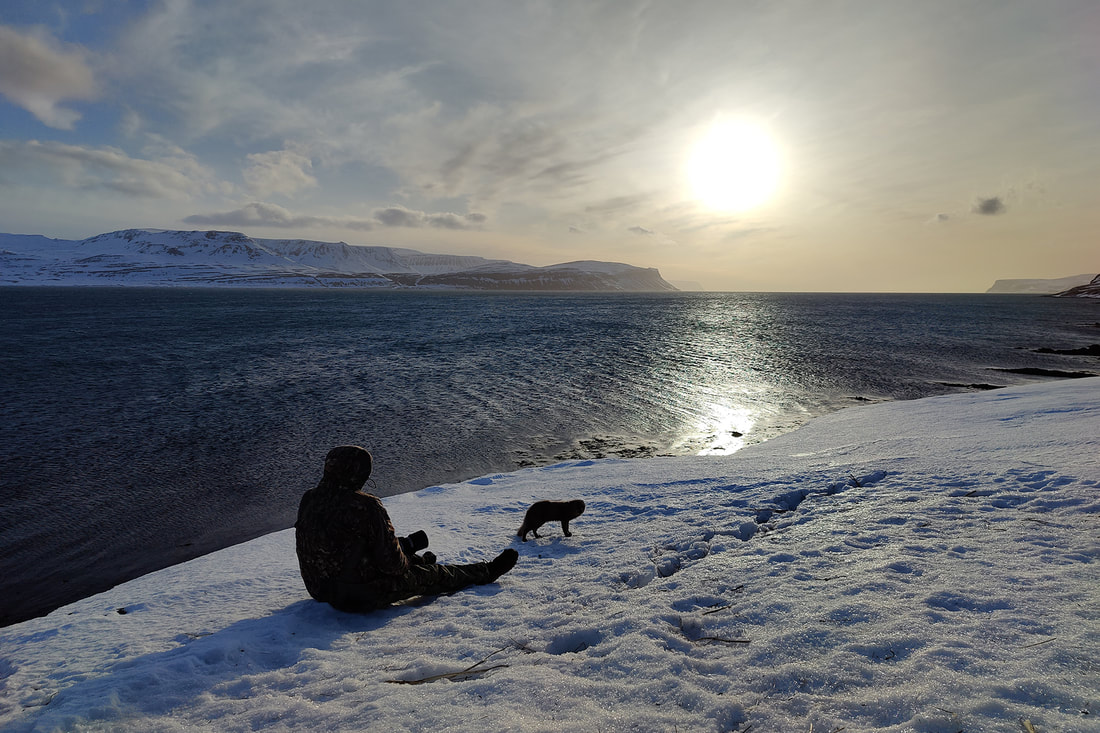 Photographer with blue morph Arctic fox, Hornstrandir, Iceland by Bret Charman