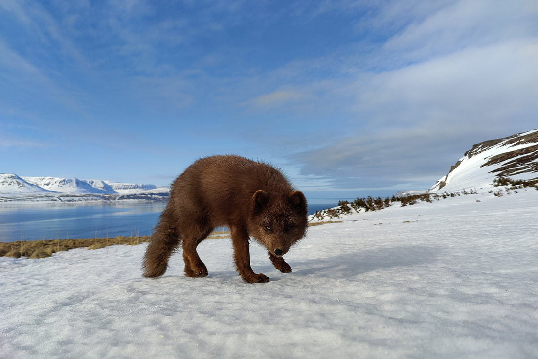 Blue morph Arctic fox taken on my mobile phone, Hornstrandir, Iceland by Bret Charman