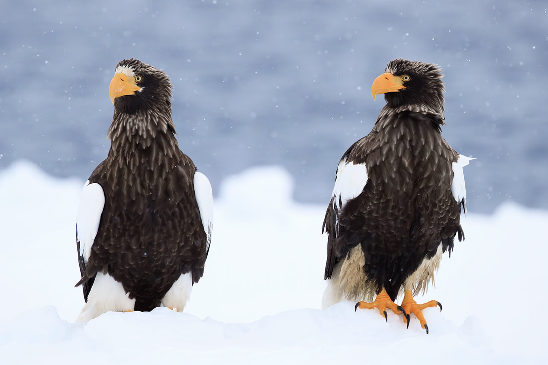 Steller's sea eagles, Japan by Bret Charman