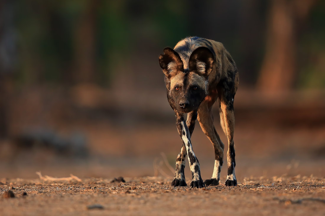 African wild dog, Mana Pools, Zimbabwe by Bret Charman