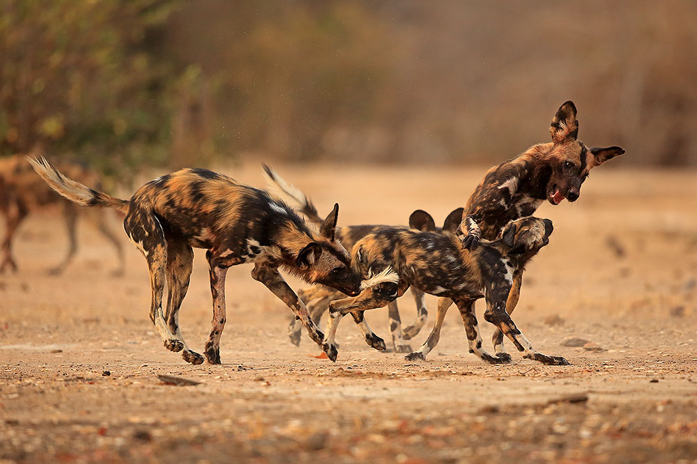 Painted wolves play in Mana Pools National Park (Bret Charman)