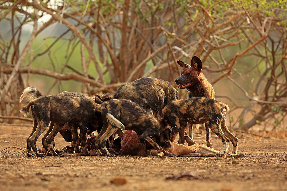 African wild dogs with impala kill (Bret Charman)