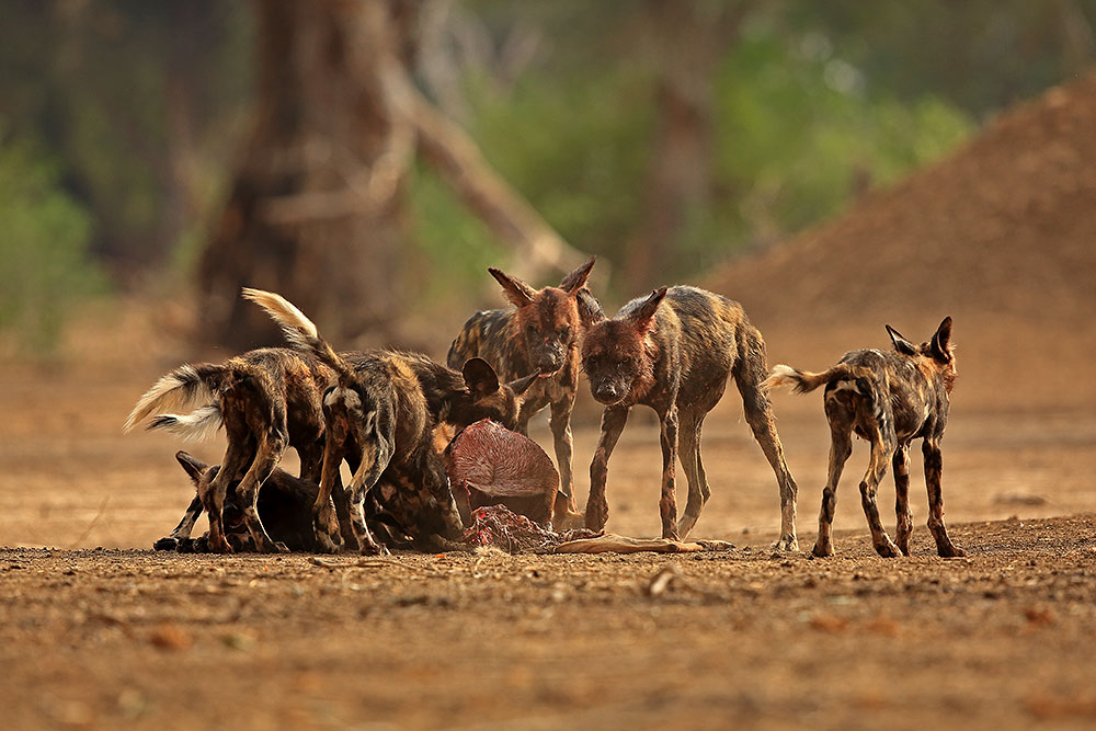 Blacktip and her pack feed on an impala carcass in Mana Pools National Park (Bret Charman)