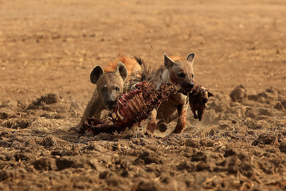 Two hyenas fight over an impala carcass in Mana Pools National Park (Bret Charman)