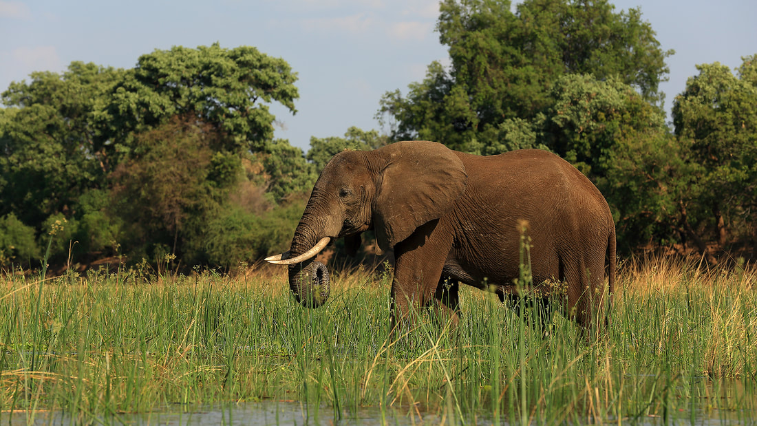 Elephant in the waters of the Zambezi River (Bret Charman)