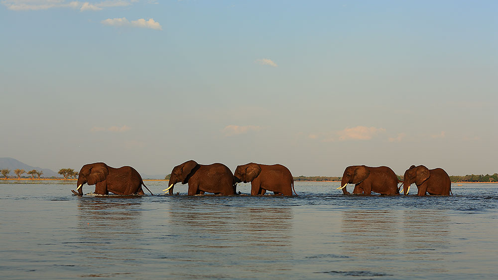 Elephants cross the Zambezi River on the edge of Mana Pools National Park (Bret Charman)