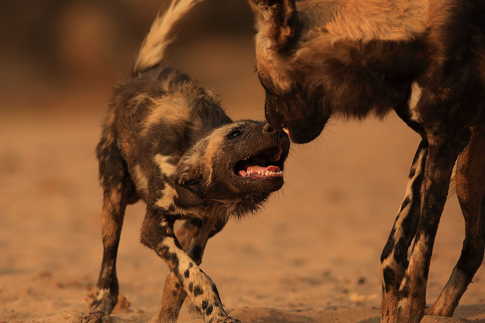 African wild dog pup greets and adult, Mana Pools National Park, Zimbabwe (Bret Charman)