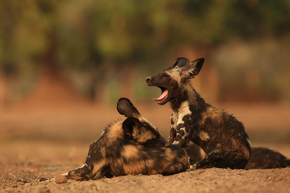 Sleepy wild dog pups, Zimbabwe (Bret Charman)
