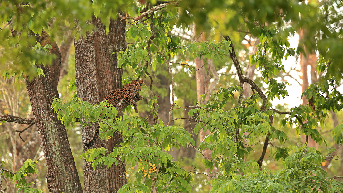 Leopard in a tree, Nagarhole National Park, India