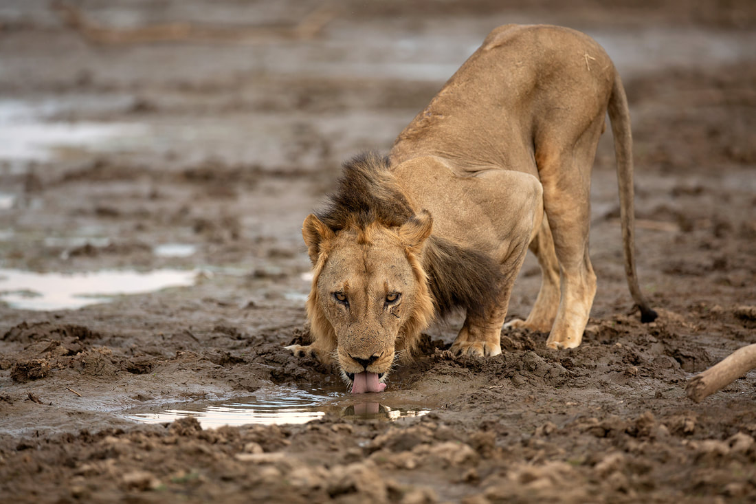 African lion, South Luangwa National Park, Zambia by Bret Charman