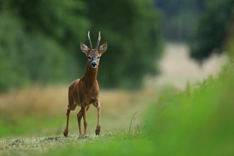 Roe deer buck in field margin, South Downs National Park, Hampshire by Bret Charman