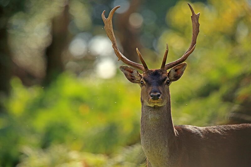 Fallow deer buck, New Forest National Park by Bret Charman