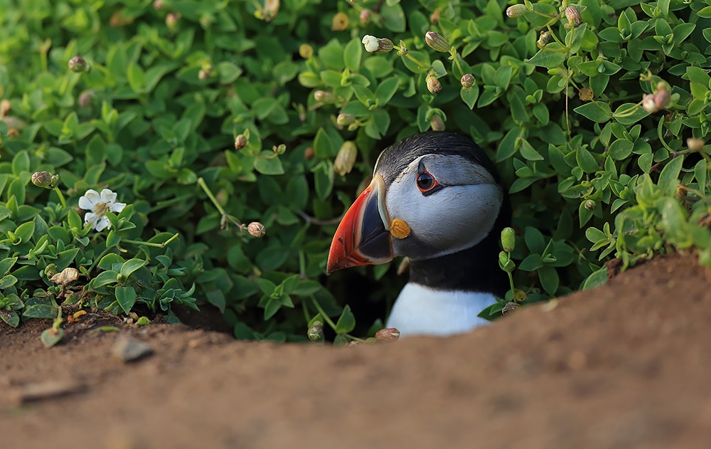 Atlantic Puffin emerging from its burrow - Bret Charman