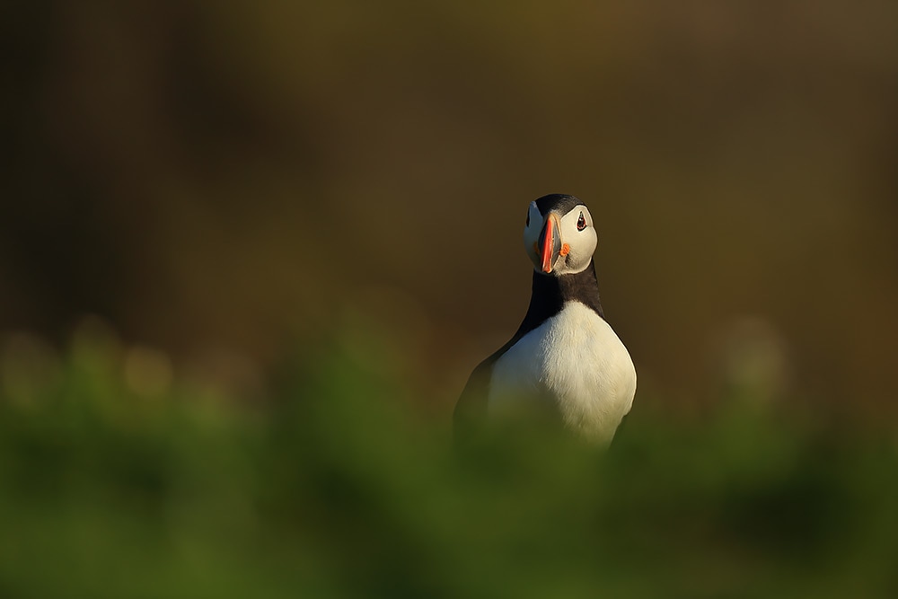 Puffin at The Wick on Skomer Island - Bret Charman