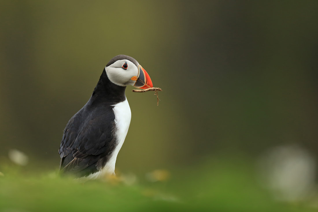 Puffin on Skomer with a twig - Bret Charman