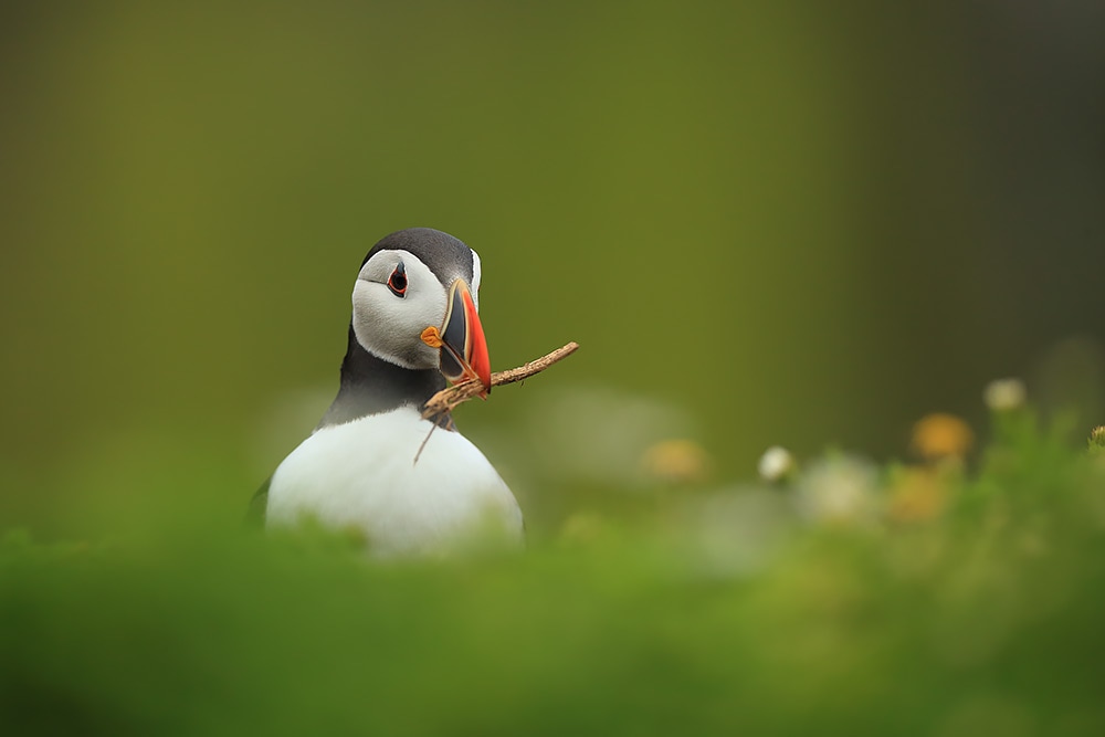 Puffin with a twig - Bret Charman