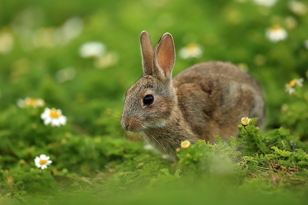 Skomer Rabbit by Bret Charman
