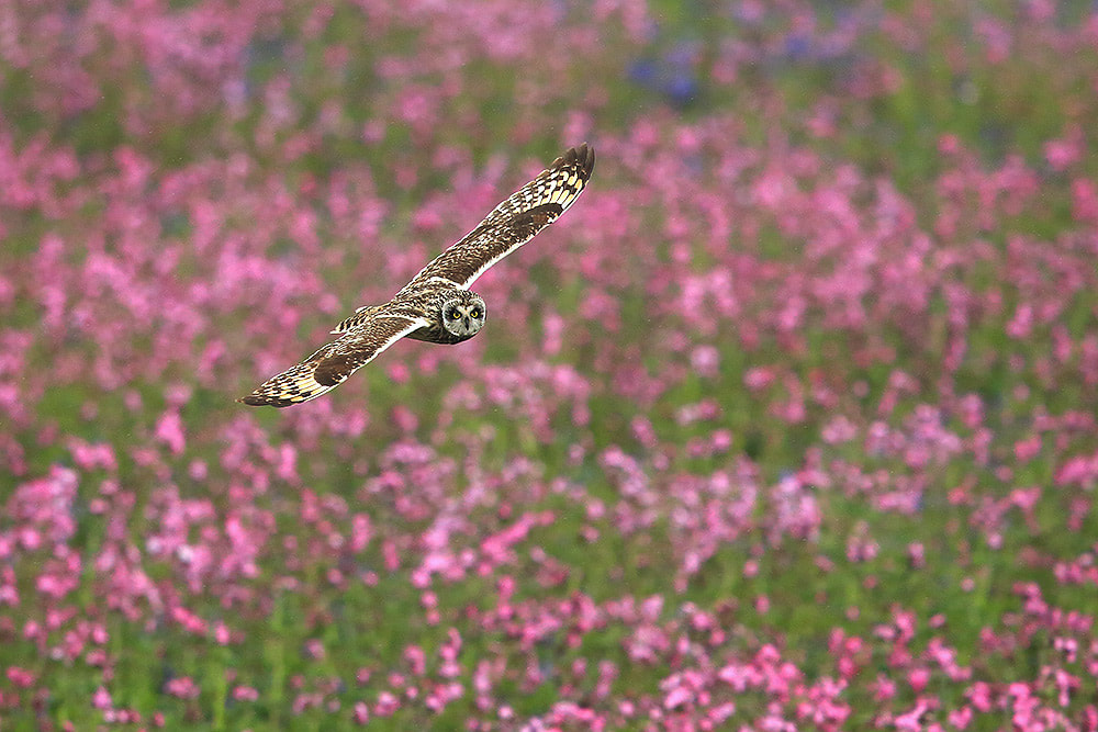 Short-eared owl hunting over red campion