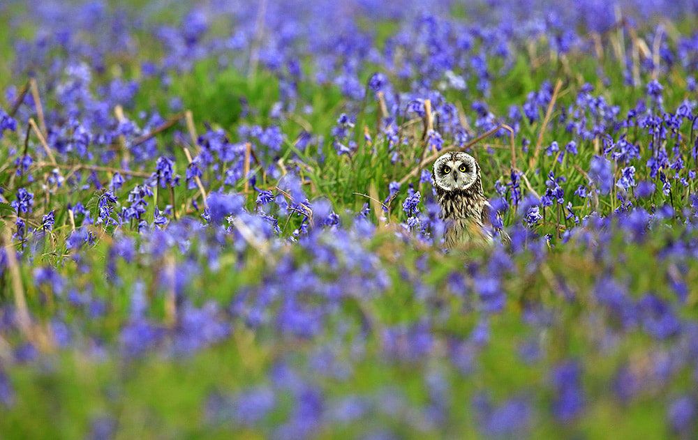 Short-eared owl resting in bluebells