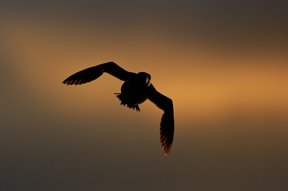 Atlantic puffin flying at sunrise, Skomer Island, Wales (Bret Charman)