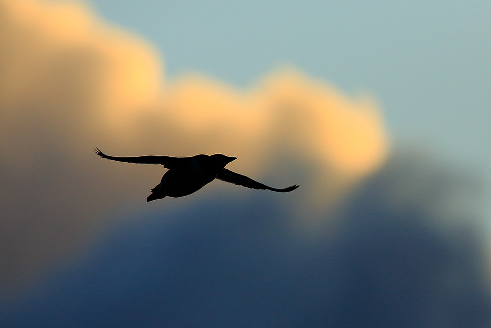 Guillemot flying at sunrise, Skomer Island, Wales (Bret Charman)