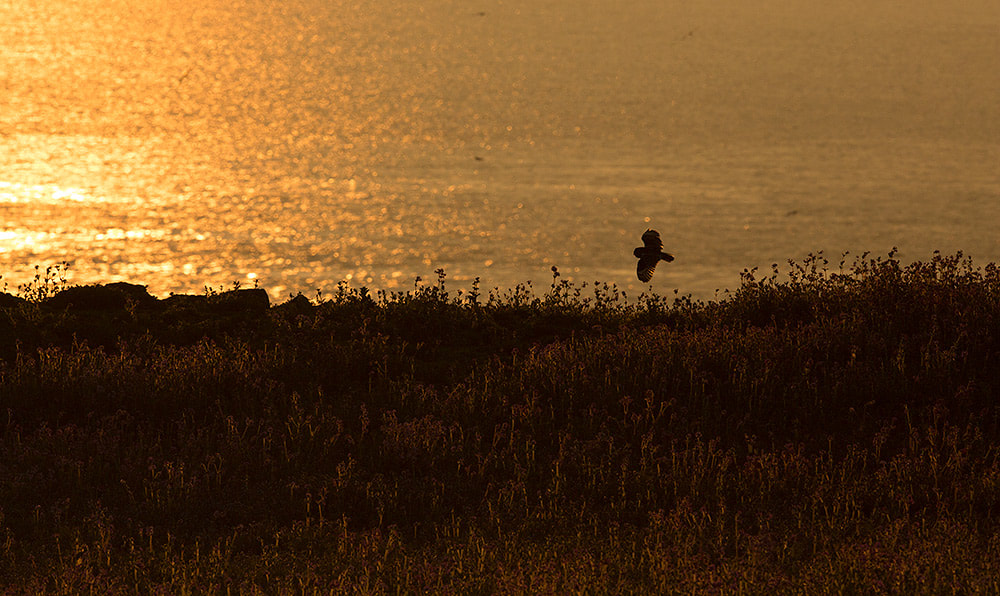 Short-eared owl hunting at sunrise