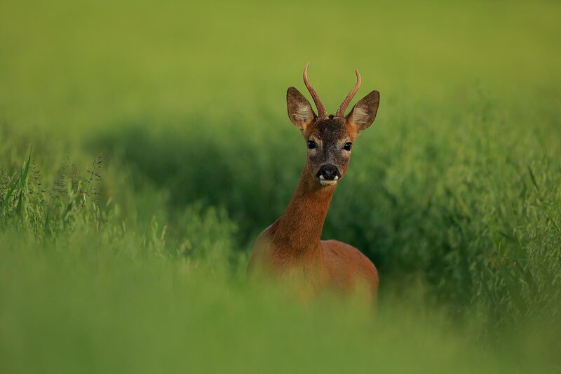 Roe deer buck in field of oats, South Downs National Park by Bret Charman