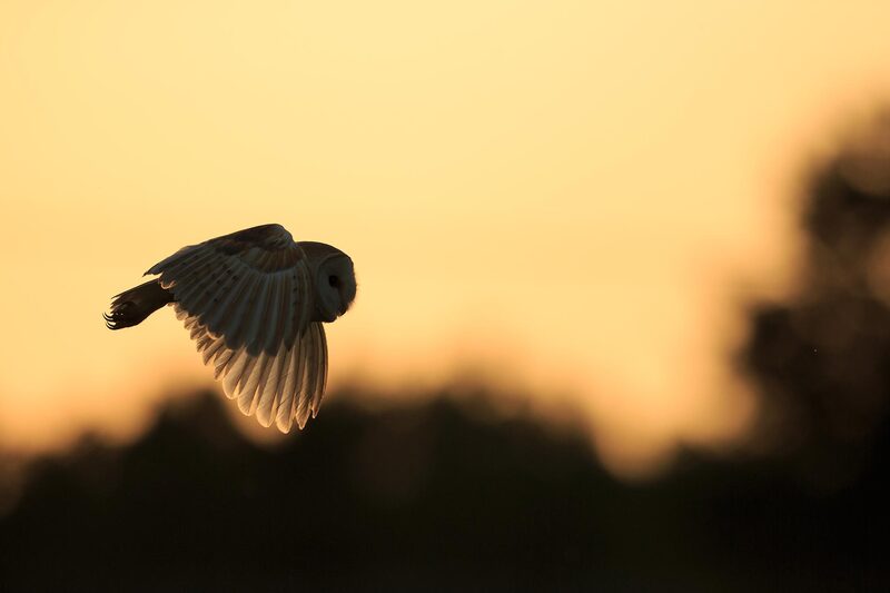 Barn owl flying at sunset, Hampshire by Bret Charman