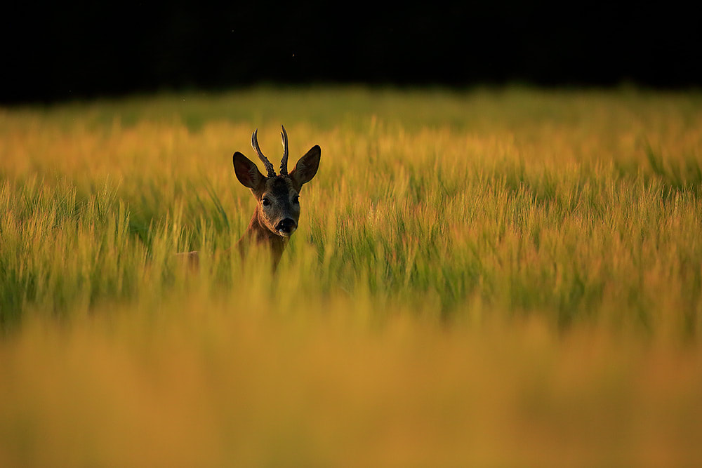 Roe deer buck, Hampshire, South Downs National Park (Bret Charman)