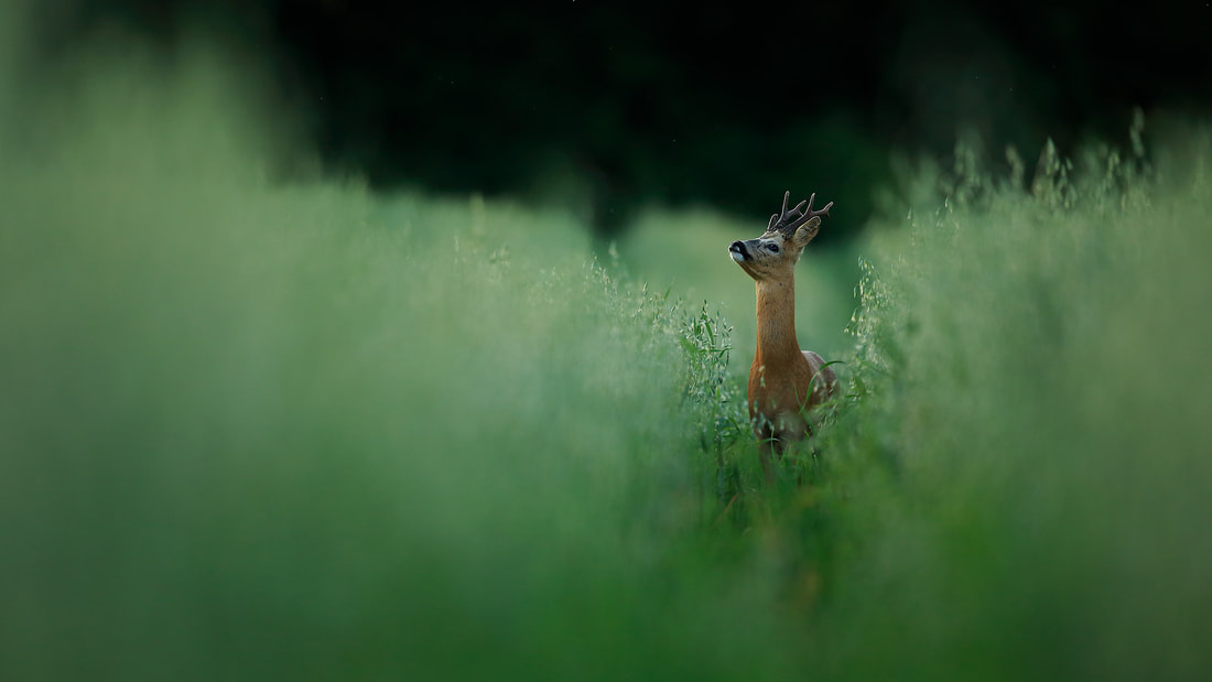Roe deer buck in crop of oats by Bret Charman