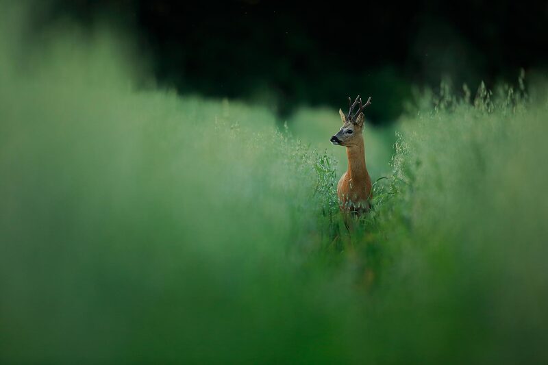 Roe deer buck in a green field of oats, South Downs National Park by Bret Charman